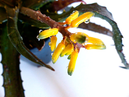 Aloe citrea succulent with spiky green leaves and vibrant yellow tubular flowers with water droplets