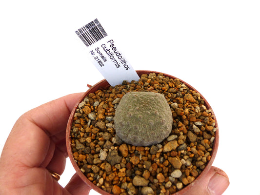 Pseudolithos cubiformis rare succulent with textured gray-green cube-shaped stem in pot