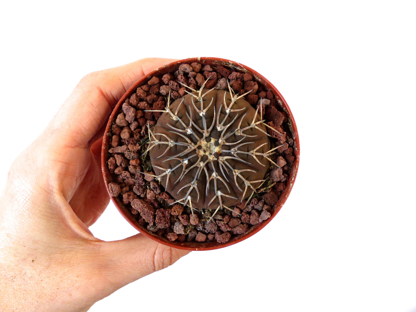 鉢植えの光輪状の白い刺と茶色の胴体を持つジムノカリキウム・ラゴネシイ cv ヒマリ 多肉植物サボテン