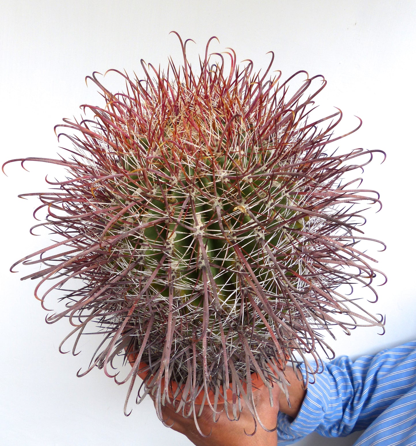 بذور فيروكاكتوس ويسليزياني