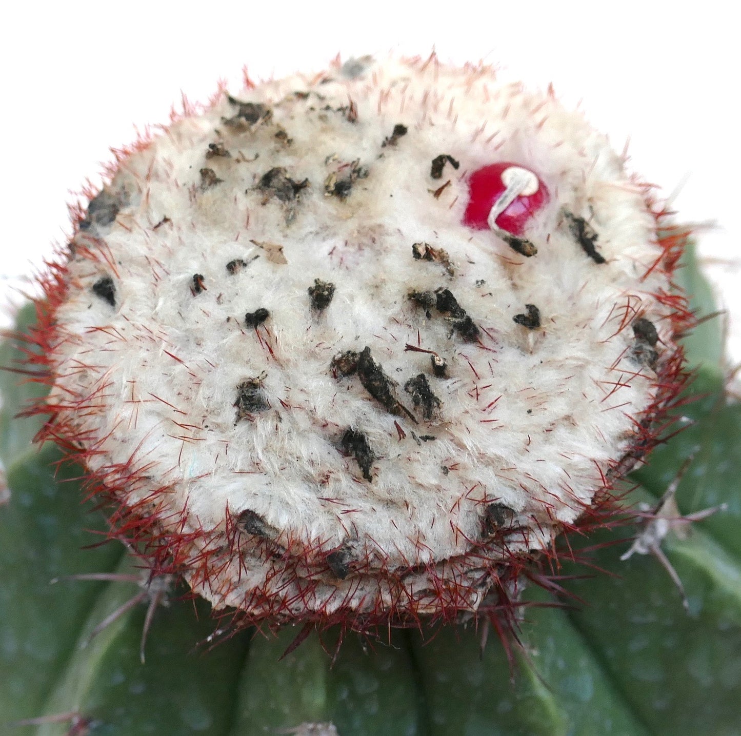 Melocactus maxonii seltener Kaktus mit wolligem Cephalium und roten Stacheln Nahaufnahme