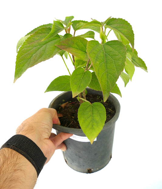 Clerodendrum trichotomum young green leafy plant in black plastic pot held by hand