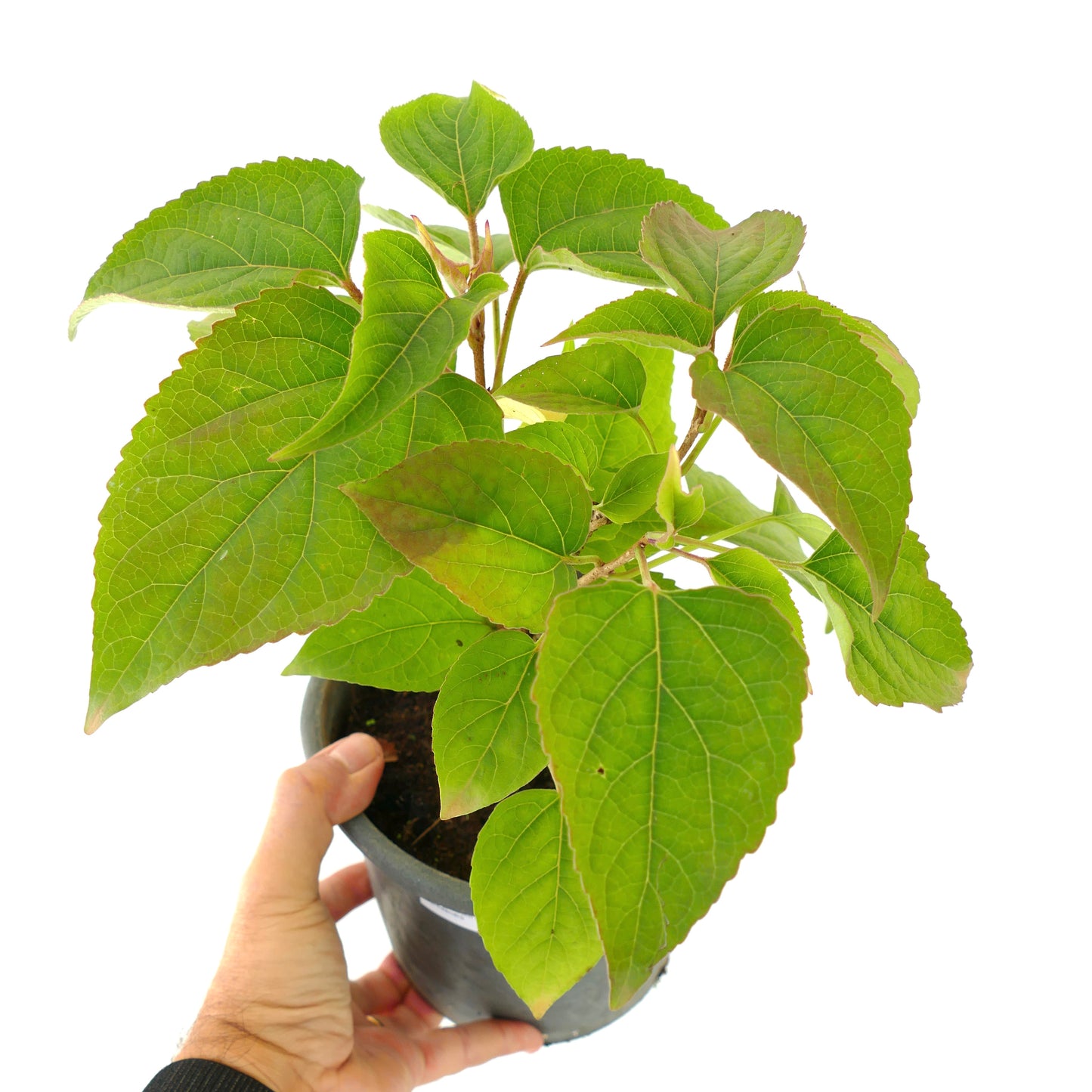 Clerodendrum trichotomum healthy green leaves plant in black pot held by hand