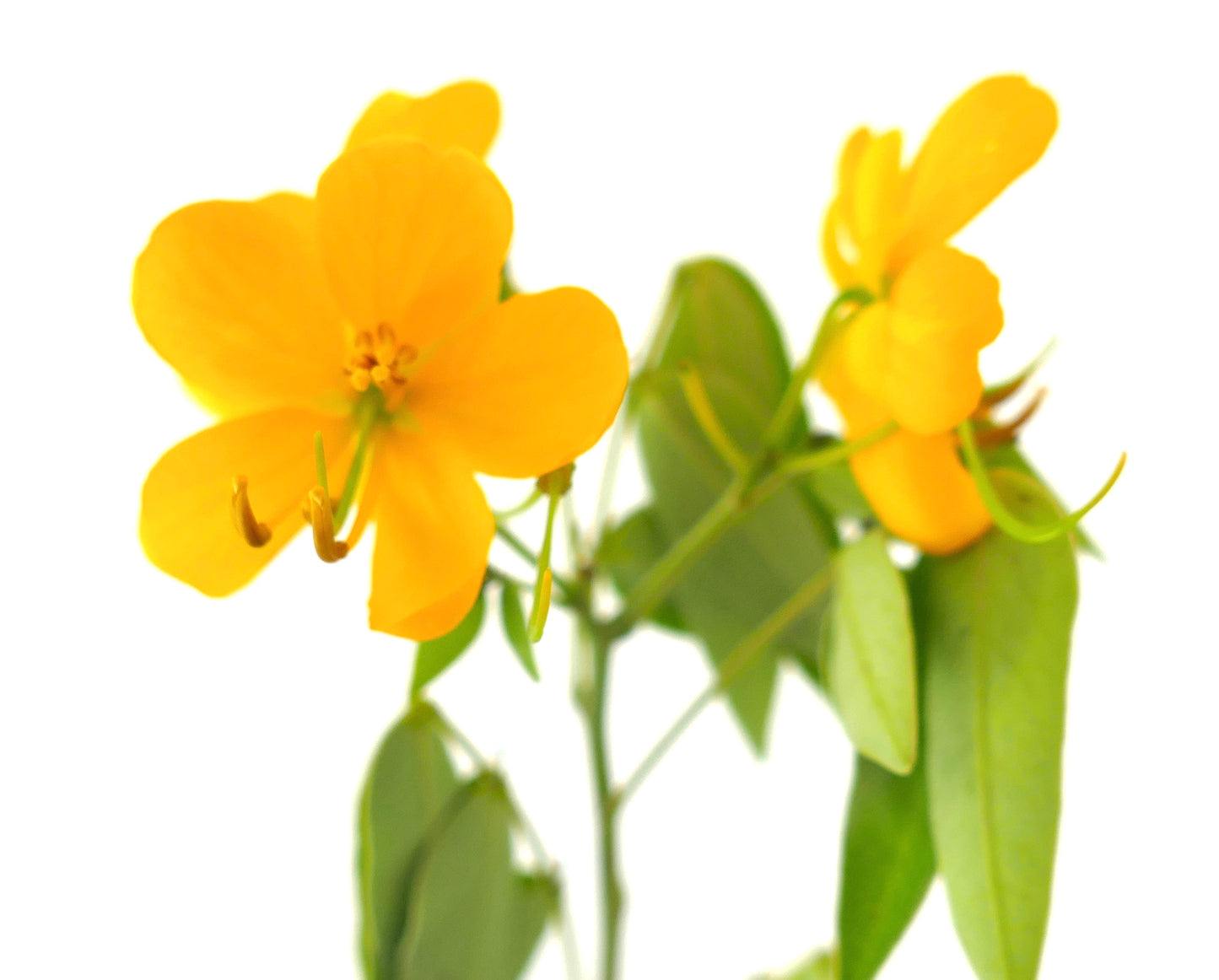 Cassia corymbosa bright yellow flowers with elongated green leaves and delicate stamens