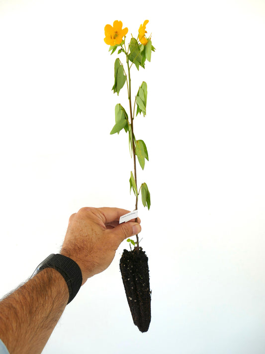 Cassia corymbosa young plant with green leaves and bright yellow flowers in soil plug