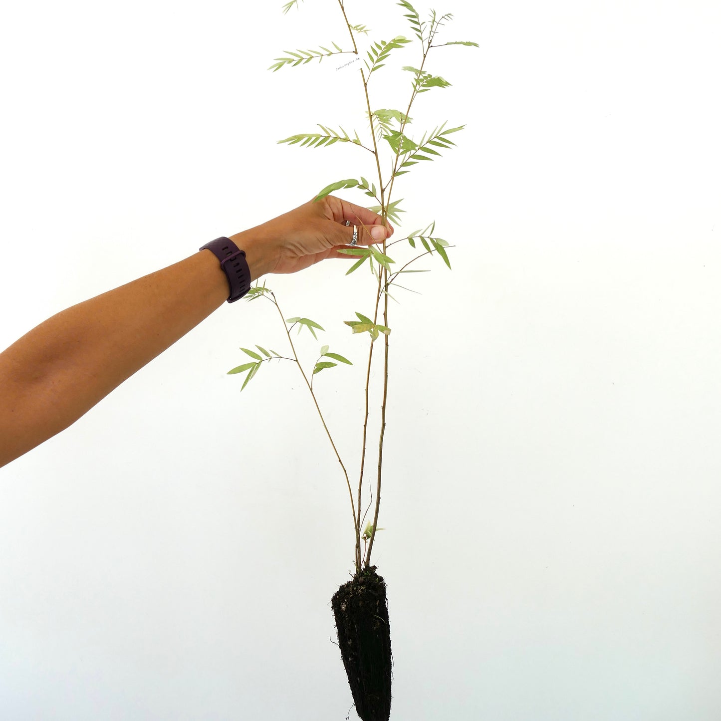 Cassia longifolia 20-70cm
