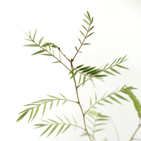 Cassia longifolia 20-70cm