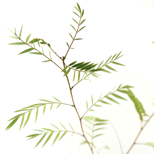 Cassia longifolia delicate slender green leaves on thin brown stems against white background