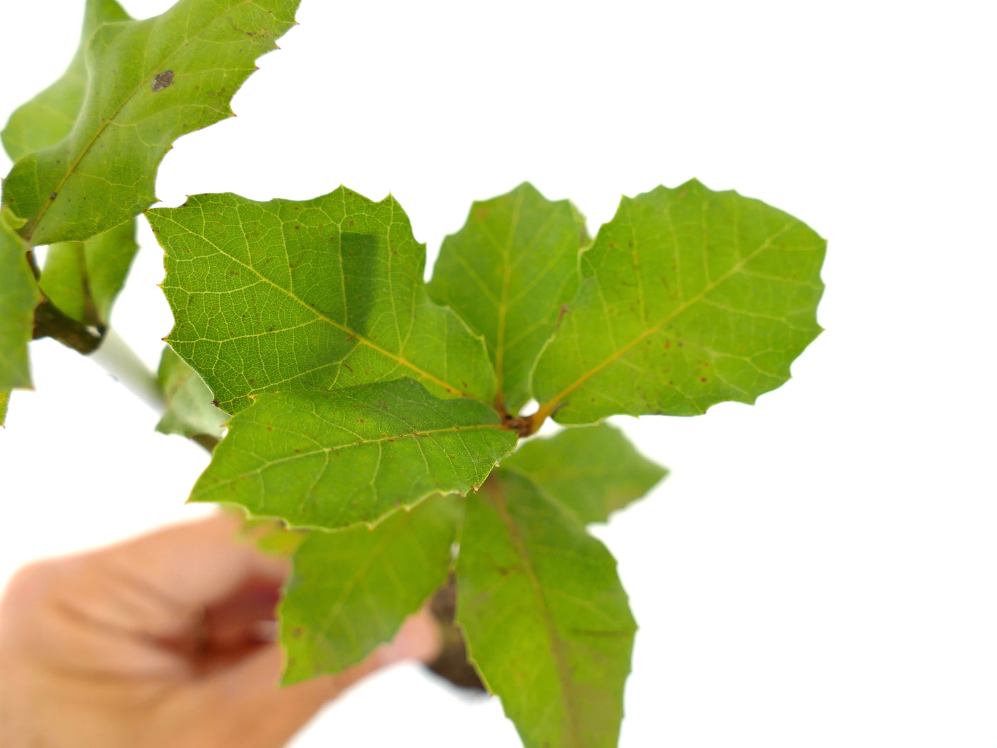 Quercus ilex 15-60cm