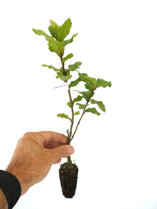 Quercus ilex 15-60cm