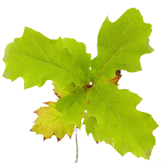 Quercus rubra bright green lobed leaves with slightly serrated edges close-up
