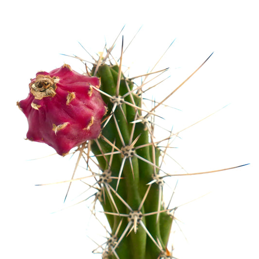 Rathbunia alamosensis succulent cactus with green ribbed stem and bright red fruit with spines