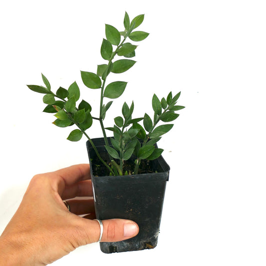 Ruscus aculeatus young green shrub with small glossy leaves in black nursery pot