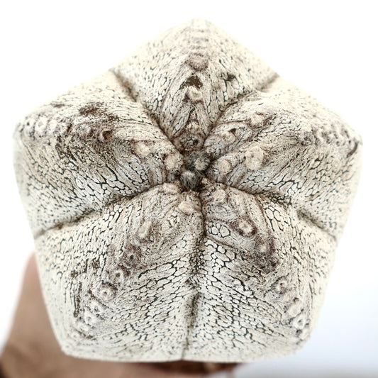 Astrophytum myriostigma cv ONZUKA WHITE SEEDS