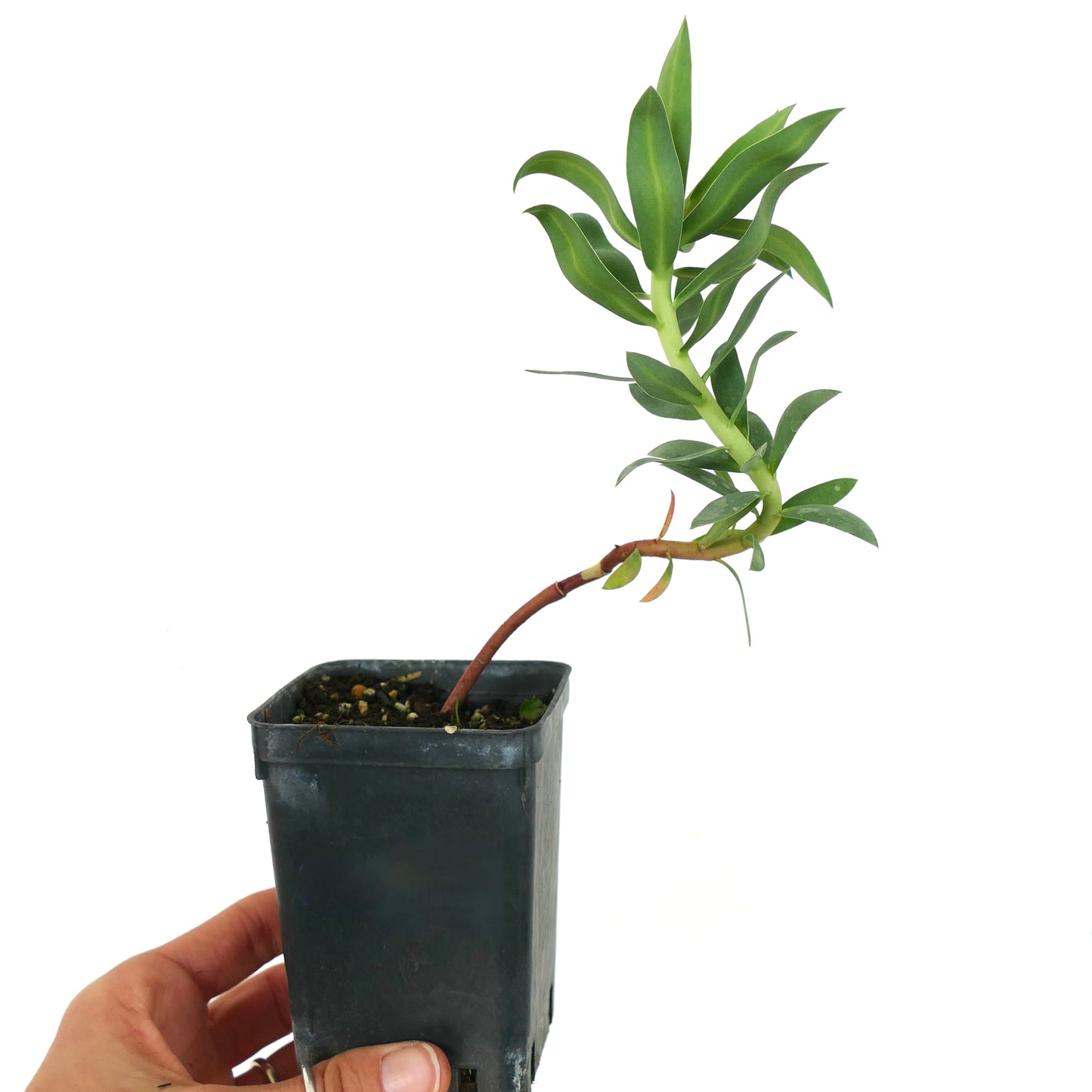 Planta suculenta Euphorbia rigida con hojas verdes alargadas y tallo curvado en maceta