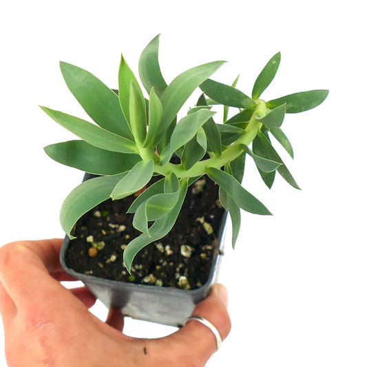 Euphorbia rigida 10-15cm
