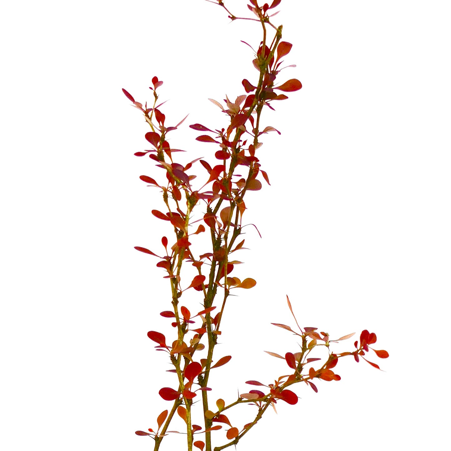 Rami sottili di Berberis thunbergii cv. atropurpurea con piccole foglie rosso scuro e spine acuminate