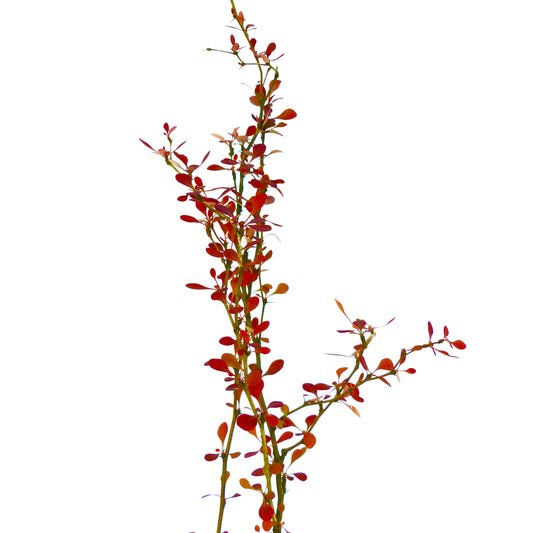 Berberis thunbergii cv. atropurpurea slender shrub with deep red oval leaves and sharp spines