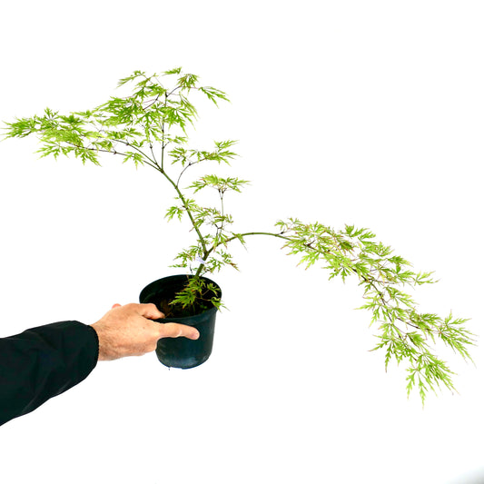 Acer palmatum "dissectum viridis" 60-120 cm