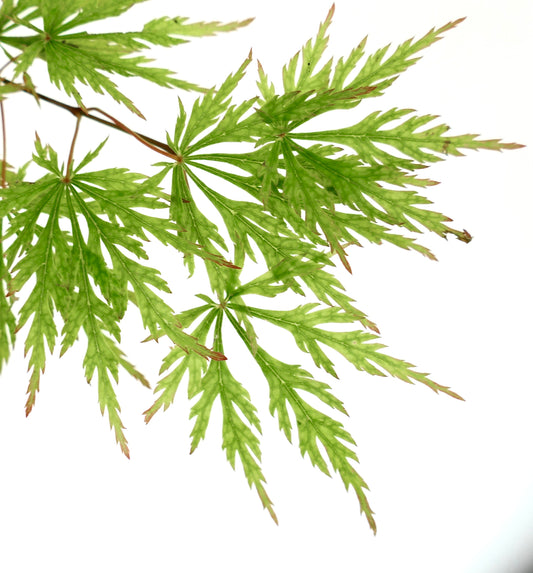 Acer palmatum dissectum viridis finely dissected bright green leaves with delicate texture