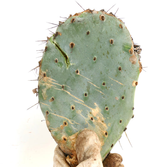 Opuntia sp. flat green cactus pad with sparse long spines and rough texture specimen