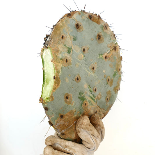 Opuntia sp. 2 km south of Tlaxcala, MEXICO (affinis to Opuntia guerrana)