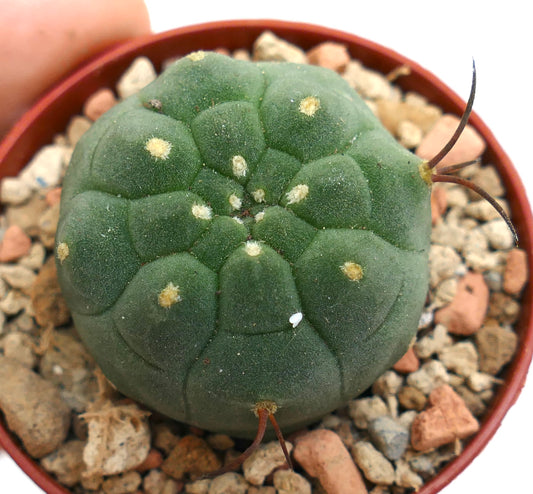 Matucana madisoniorum small round green cactus with long brown spines and textured surface