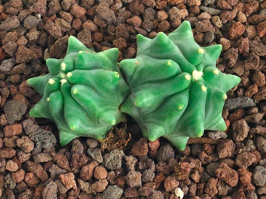 Ferocactus glaucescens cv URASAKI succulent cactus with thick green tubercles and small yellow spines on rocky soil