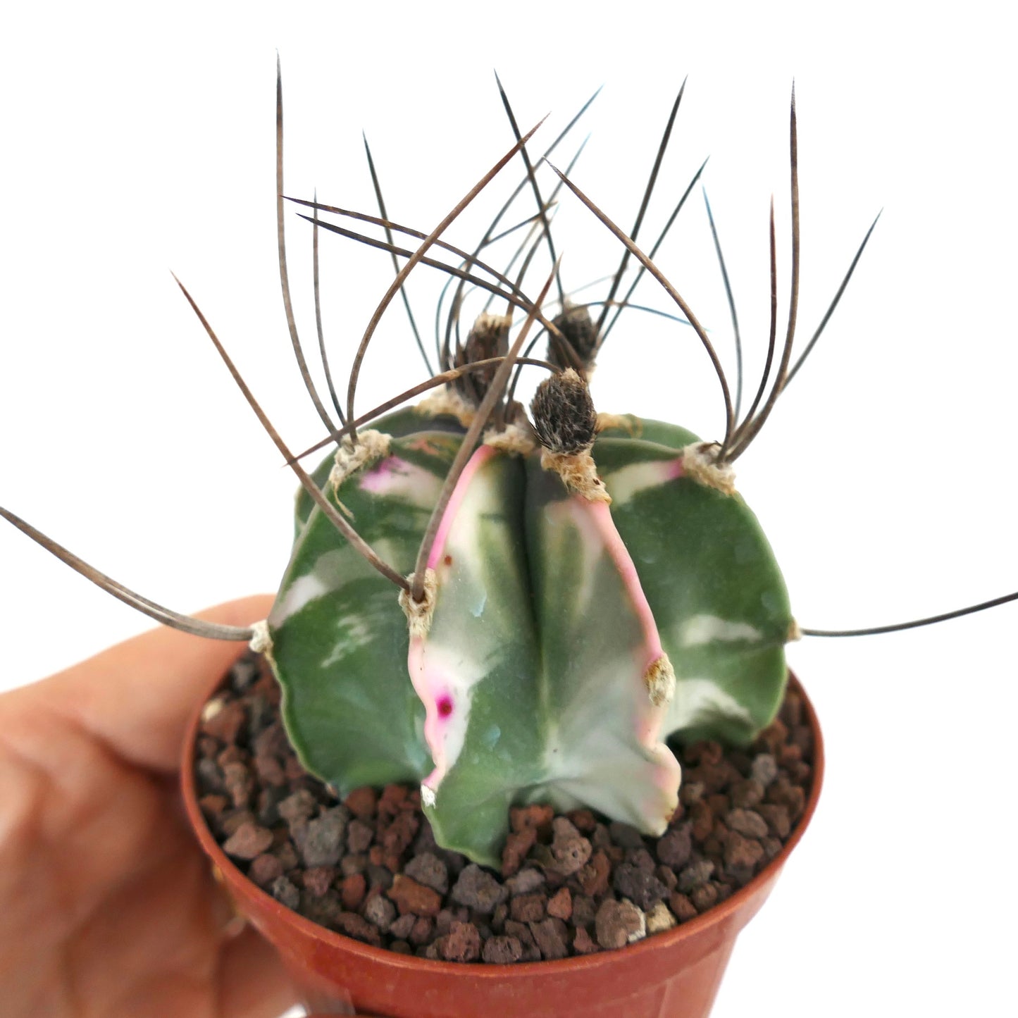 Astrophytum capricorne var. crassisipinum succulent cactus with variegated green and white ribs and long spines