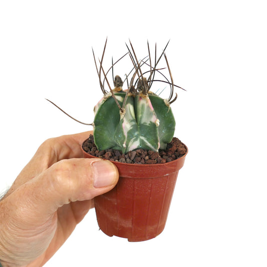 Astrophytum capricorne var. crassisipinum small variegated cactus with long spines in pot