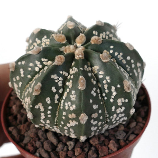Astrophytum asterias rare succulent cactus with white speckled pattern and woolly areoles