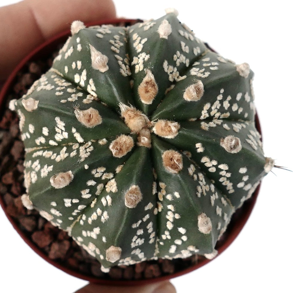Astrophytum asterias succulent cactus with white speckles and soft woolly areoles in pot
