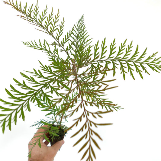 Grevillea robusta delicate fern-like green foliage with fine textured leaves in small pot