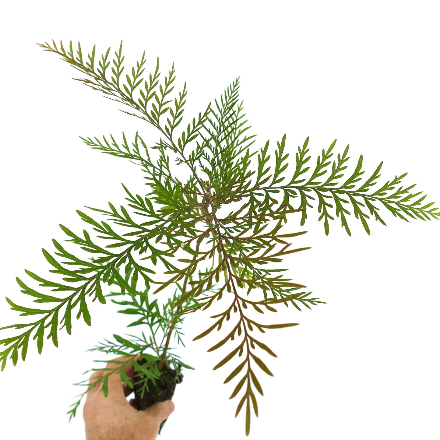 Grevillea robusta (syn. Grevillea arborea) 20-40 cm