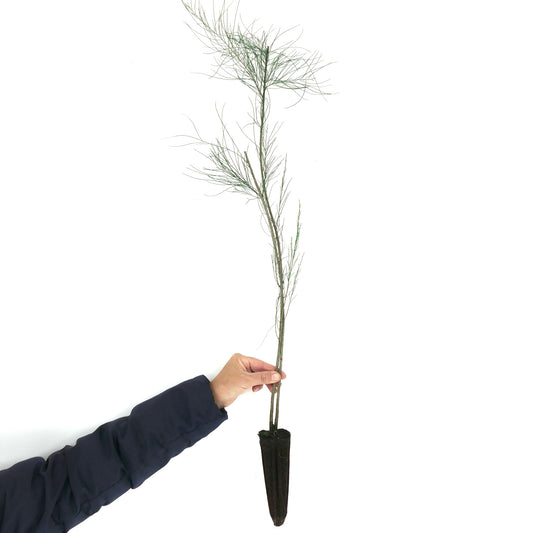 Casuarina cunninghamiana slender young sapling with fine needle-like foliage and thin stems