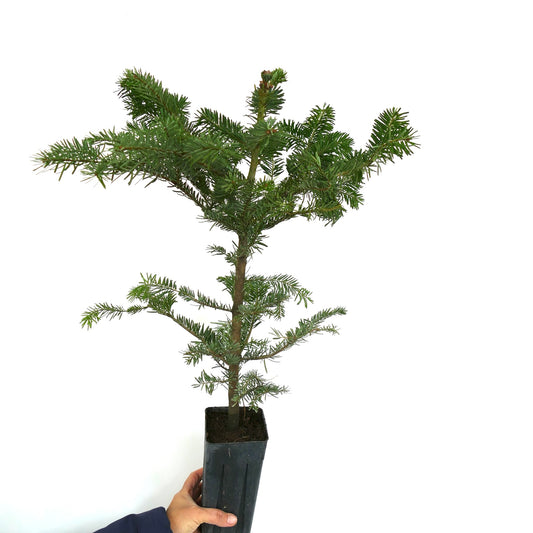 Abies alba young evergreen conifer with dense green needles in black nursery pot