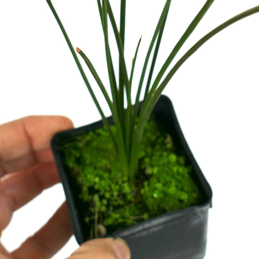 Dasylirion quadrangulatum schlanke grüne Blätter Sukkulente Pflanze im kleinen Topf