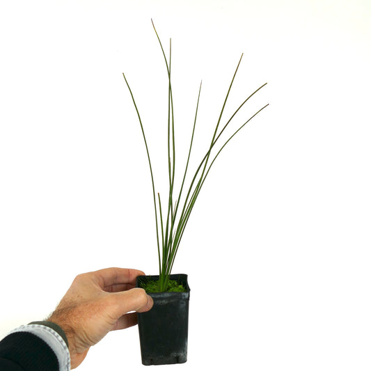 Dasylirion quadrangulatum slender green succulent leaves in small black pot