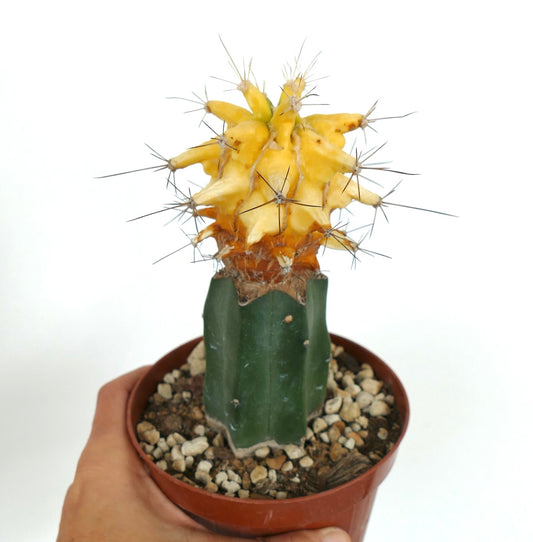Ferobergia cactus grafted with yellow variegated top and long sharp spines in pot