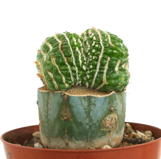 Notocactus uebelmannianus crested rare succulent cactus with ribbed green crested top