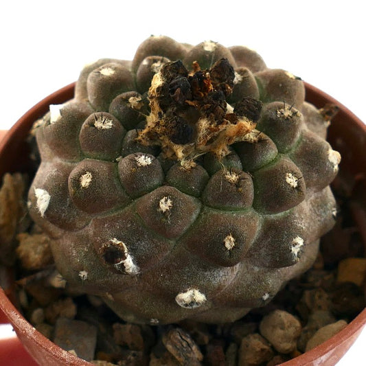 コピアポア・ヒポゲア 稀少な多肉サボテンで、丸みを帯びたこぶと綿毛のあるアレオーレが特徴です