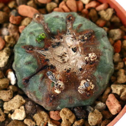 Euphorbia obesa MONSTRUOSUS APEX