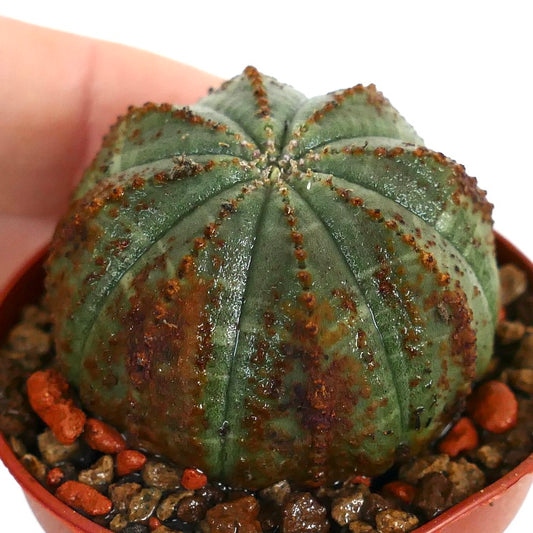 Euphorbia obesa succulent with rounded ribbed body and brown arrow-like markings
