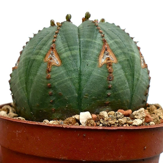 Euphorbia obesa BROWN ARROWS MARKS