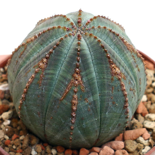 Euphorbia obesa BROWN ARROWS