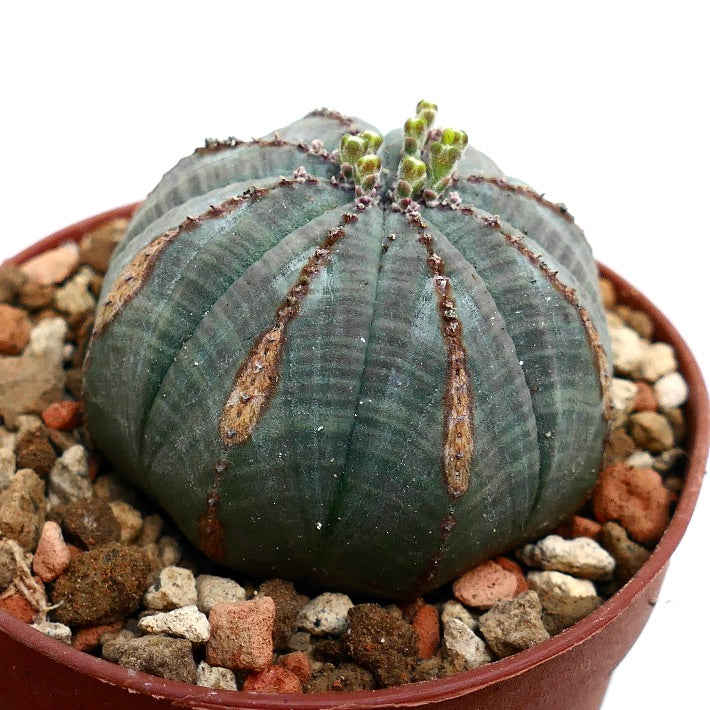 Euphorbia obesa BROWN MARKS
