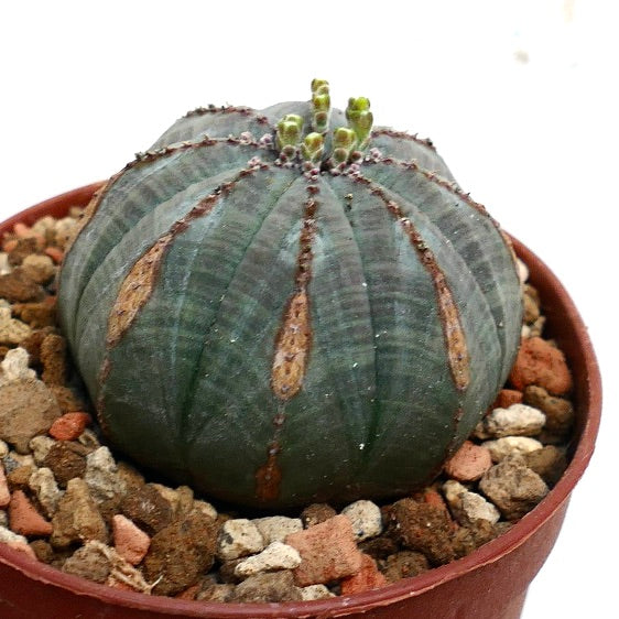 Euphorbia obesa BROWN MARKS