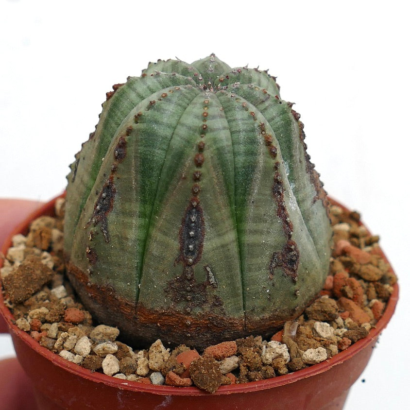 Euphorbia obesa succulent cactus with ribbed structure and brown markings in pot
