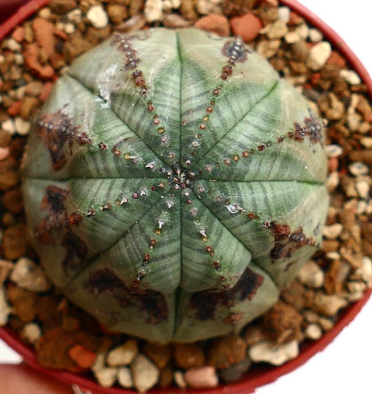 Euphorbia obesa succulent with rounded shape and distinctive brown markings on ribs