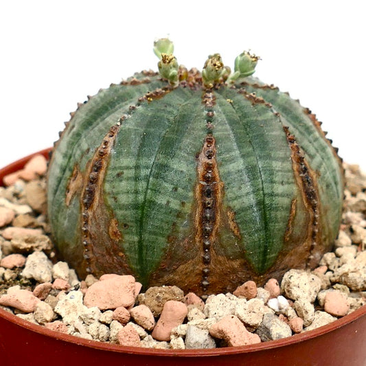 Euphorbia obesa GREEN with BROWN MARKS